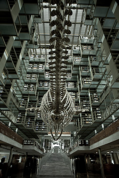 Biblioteca Vasconcelos