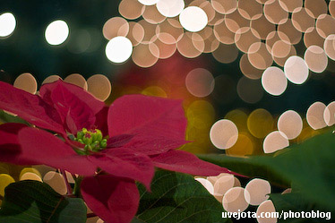 Flor de Nochebuena Flor de Nochebuena