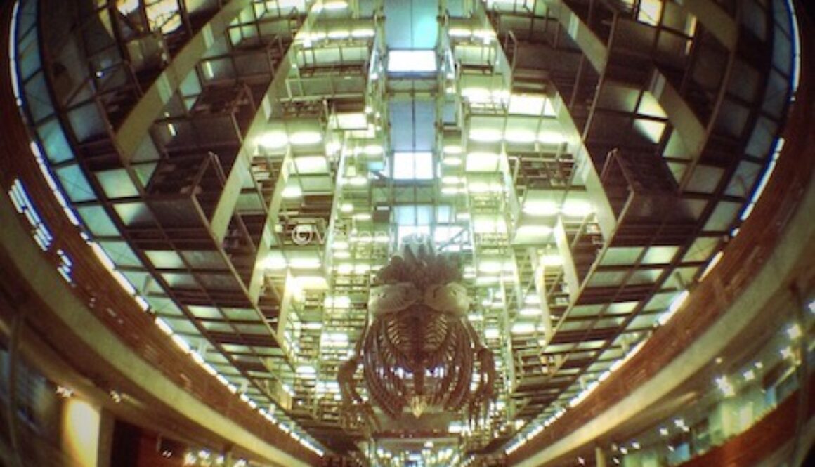 biblioteca vasconcelos